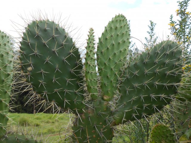 L'evitante