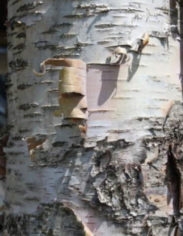 L'autolesionista
