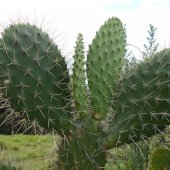 L'evitante